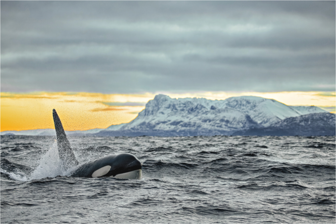 Main image King of the Fjords