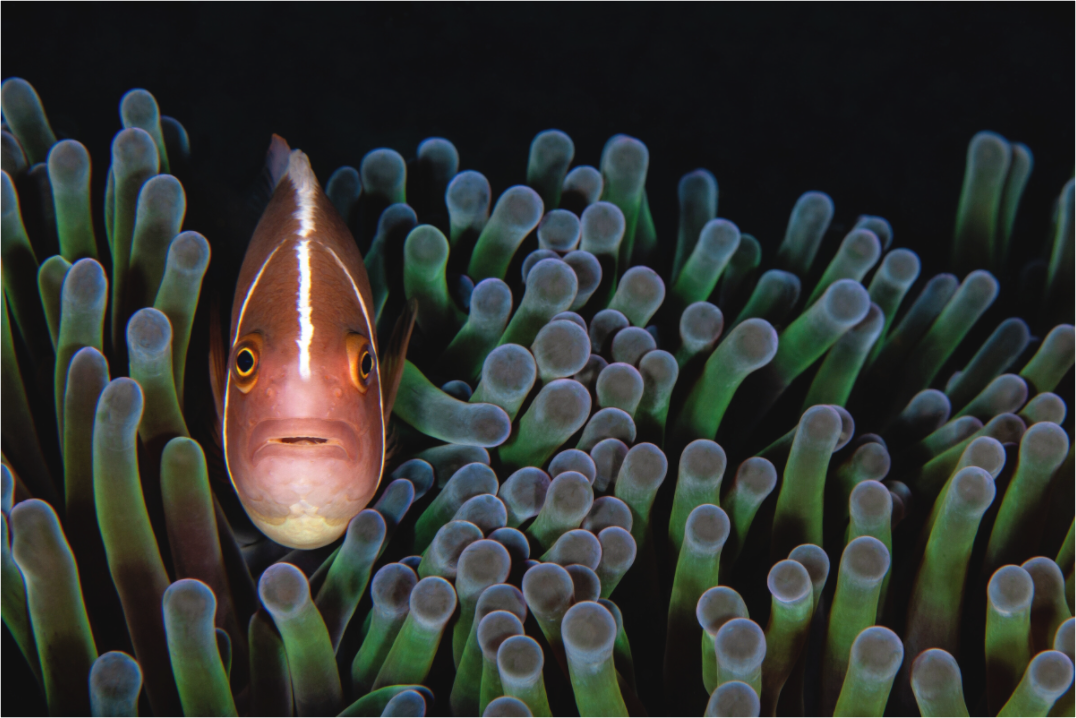 Main image Tucked In