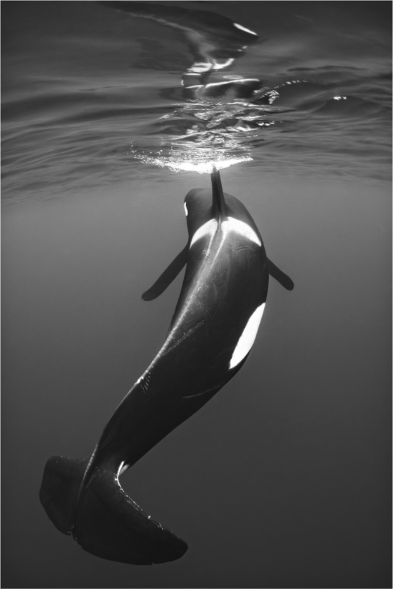 Main image Simplicity