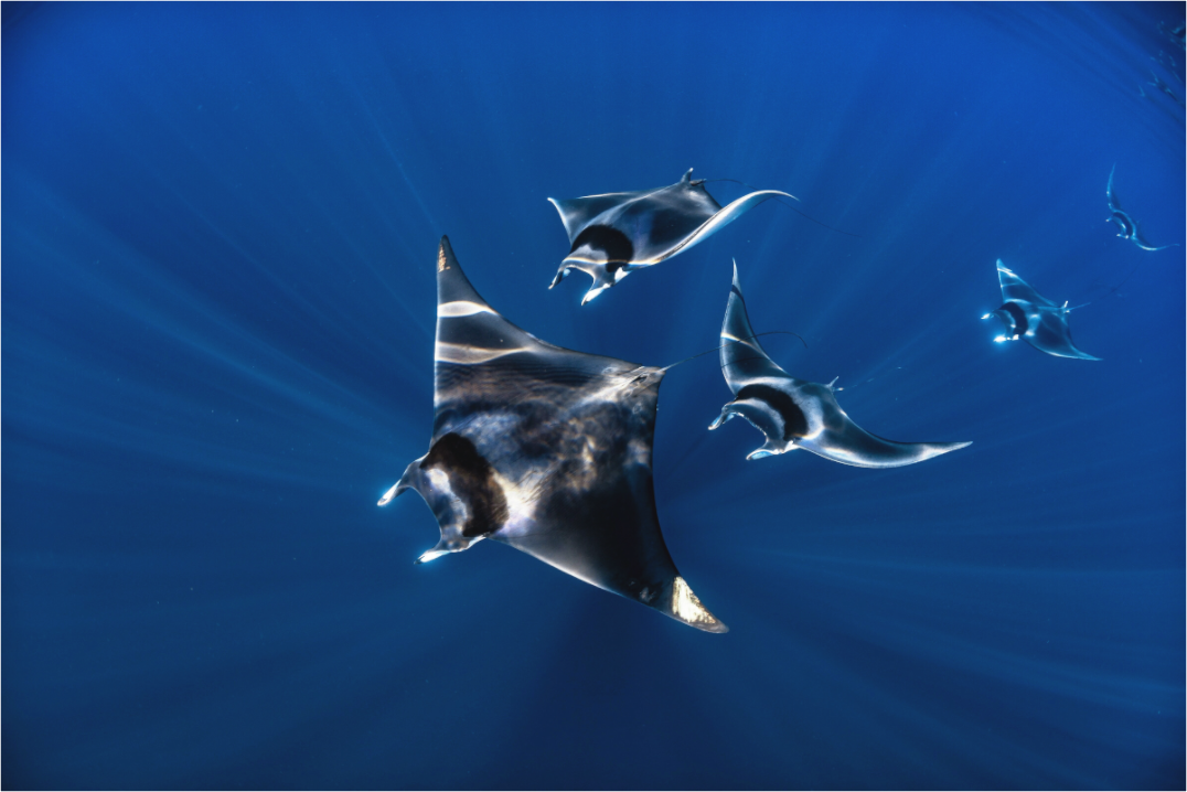 Main image Mobula Train