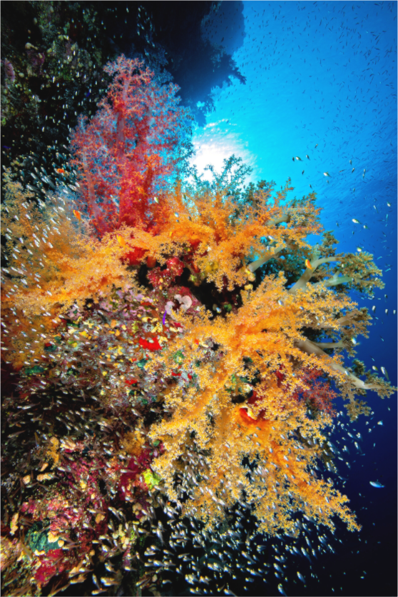 Main image Color Explosion