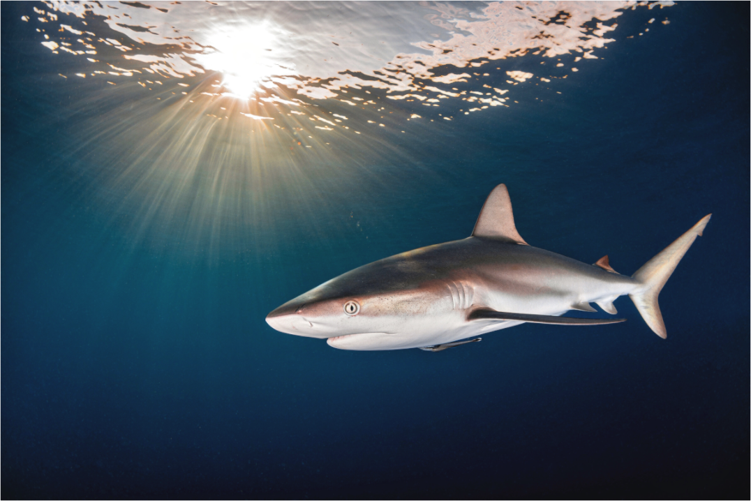 Main image Caribbean Sunset