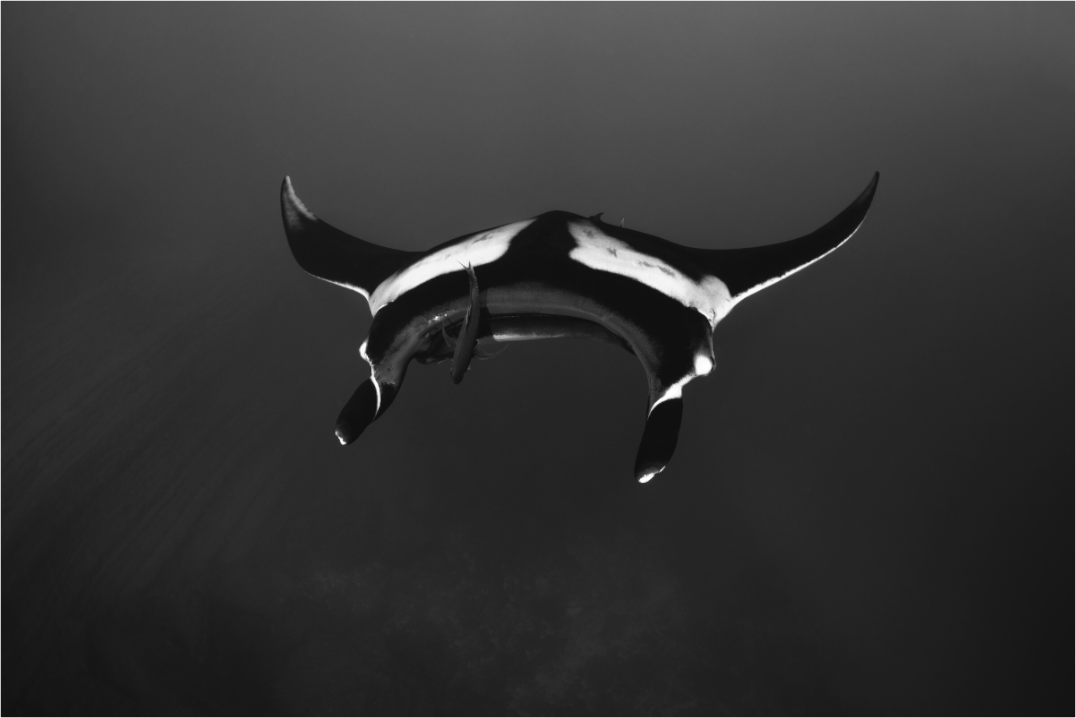 Main image Incoming Oceanic Manta