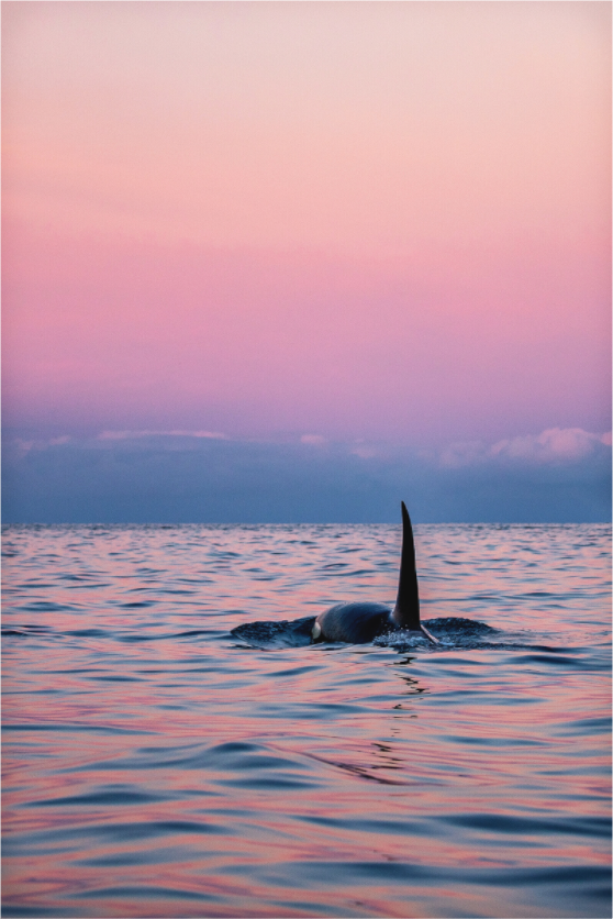 Main image Norwegian Dream