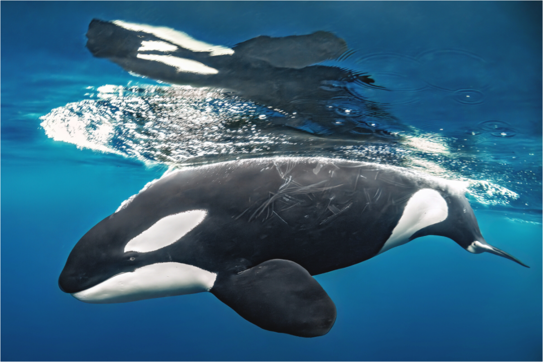 Main image Reflections