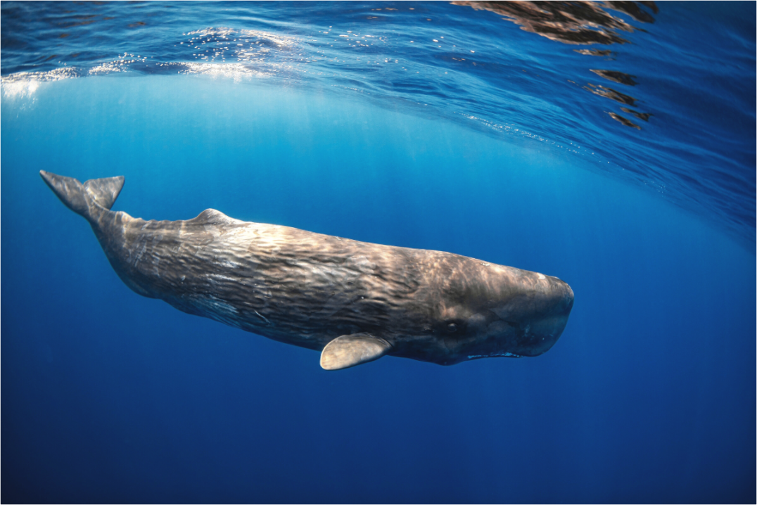 Main image Juvenile Sperm Whale