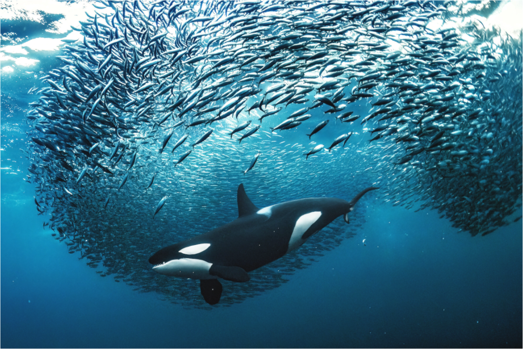 Main image Crowd Control